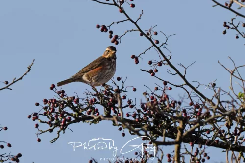 24 December 2025 - Parkside, Cleator Moor, Cumbria - Redwing