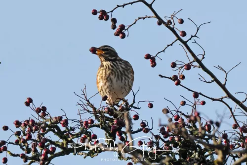 24 December 2025 - Parkside, Cleator Moor, Cumbria - Redwing