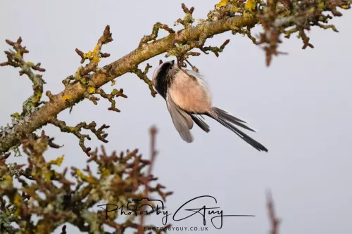 22 December 2025 - Parkside, Cumbria - Long Tailed Tit