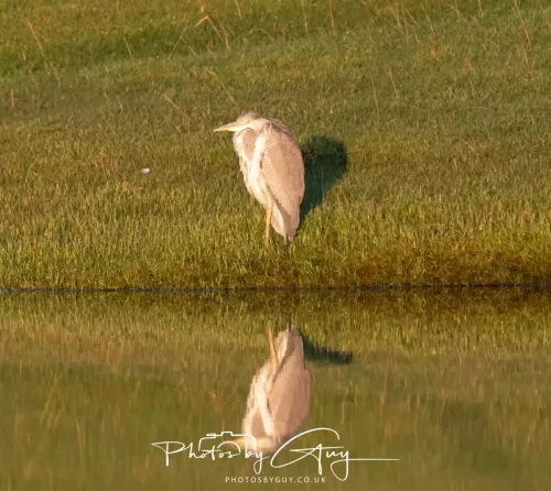 24 December 2025 - Parkside, Cleator Moor, Cumbria - Grey Heron