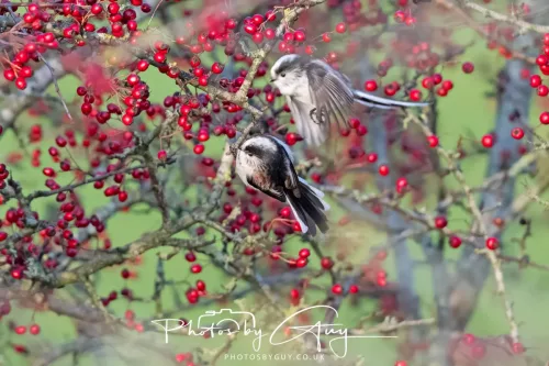 22 December 2025 - Parkside, Cumbria - Long Tailed Tit