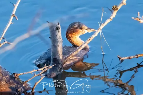 24 December 2025 - Parkside, Cleator Moor, Cumbria - Little Grebe ( Dabchick)
