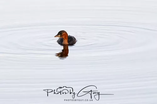 24 December 2025 - Parkside, Cleator Moor, Cumbria - Little Grebe ( Dabchick)