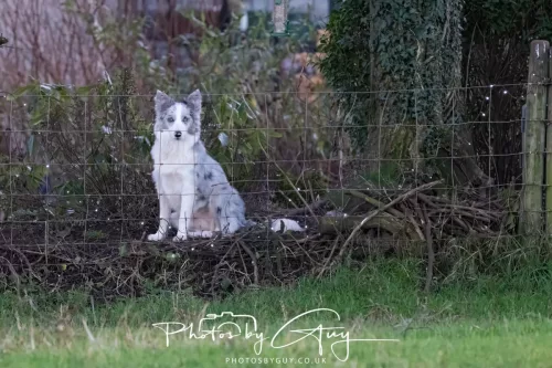 24 December 2025 - Parkside, Cleator Moor, Cumbria - Skye