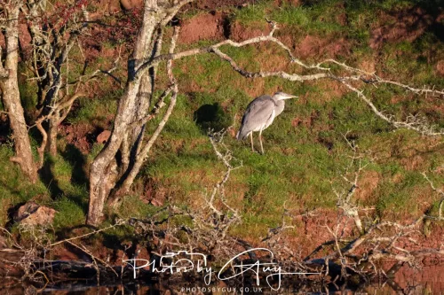 25 December 2025, Parkside, Cumbria, Christmas Day - Grey heron