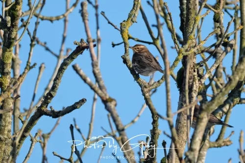 25 December 2025, Parkside, Cumbria, Christmas Day - Redwing