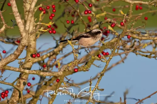 22 December 2025 - Parkside, Cumbria - Long Tailed Tit