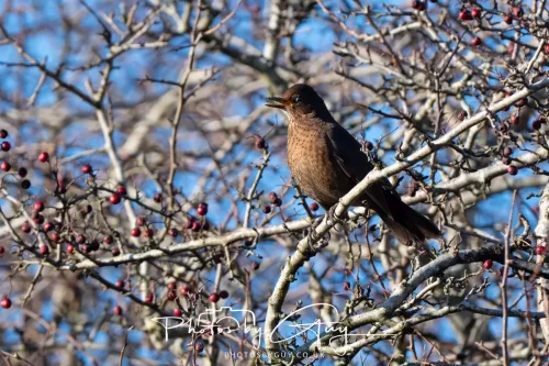25 December 2025, Parkside, Cumbria, Christmas Day - Redwing