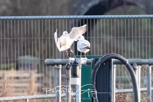 27 December 2025 - Barrow Upon Soar, Leicestershire -BH Gulls