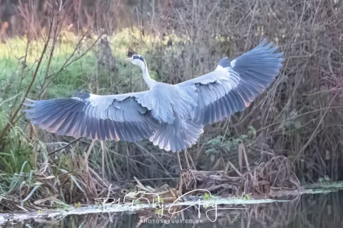27 December 2025 - Barrow Upon Soar, Leicestershire -Grey Heron