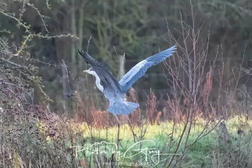 27 December 2025 - Barrow Upon Soar, Leicestershire -Grey Heron