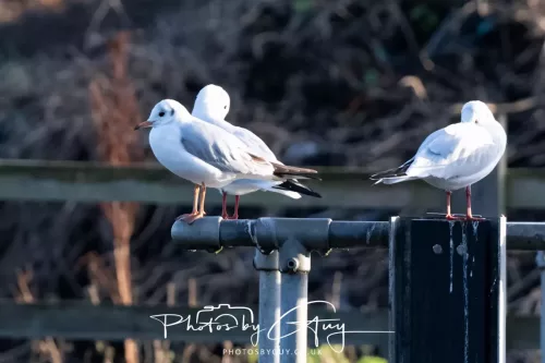 27 December 2025 - Barrow Upon Soar, Leicestershire -BH Gulls