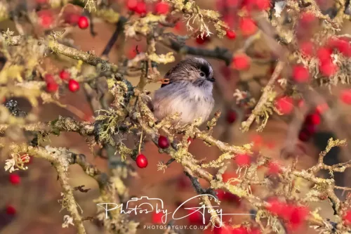 22 December 2025 - Parkside, Cumbria - Long Tailed Tit