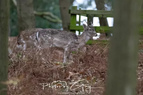 27 December 2025 -Bradgate Park, Leicestershire -Fallow Deer