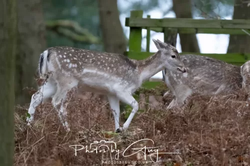 27 December 2025 -Bradgate Park, Leicestershire -Fallow Deer