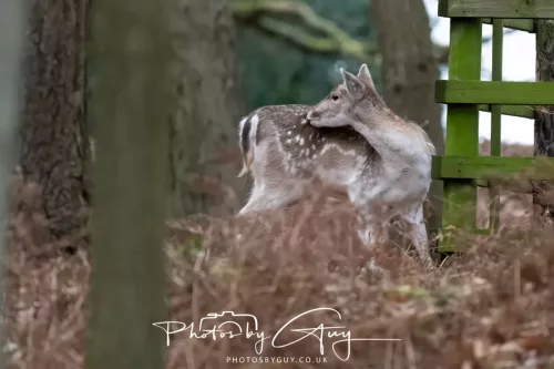 27 December 2025 -Bradgate Park, Leicestershire -Fallow Deer
