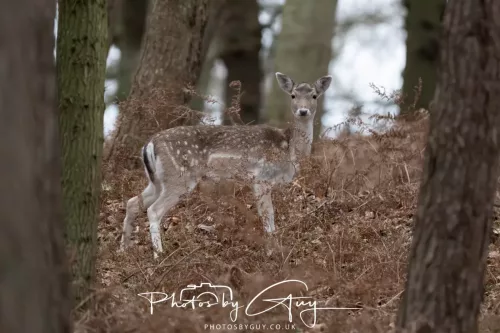 27 December 2025 -Bradgate Park, Leicestershire -Fallow Deer
