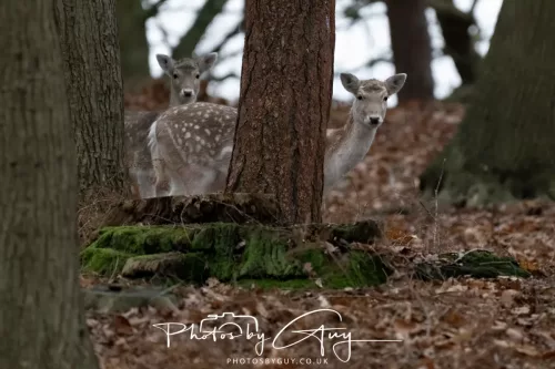27 December 2025 - Bradgate Park, Leicestershire - Fallow Deer