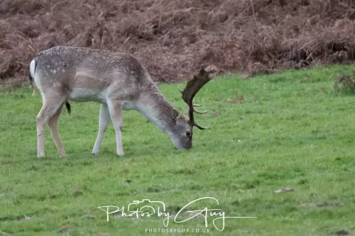 27 December 2025 - Bradgate Park, Leicestershire - Fallow Deer