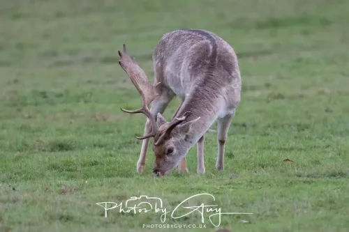 27 December 2025 - Bradgate Park, Leicestershire - Fallow Deer