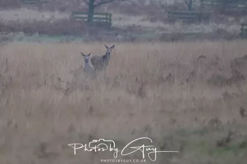 27 December 2025 - Bradgate Park, Leicestershire - Fallow Deer