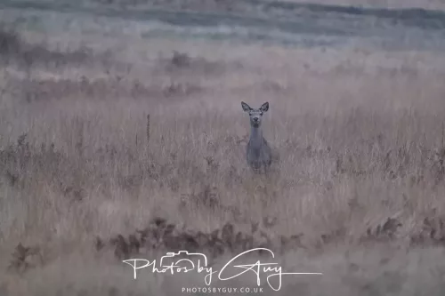 27 December 2025 - Bradgate Park, Leicestershire - Fallow Deer