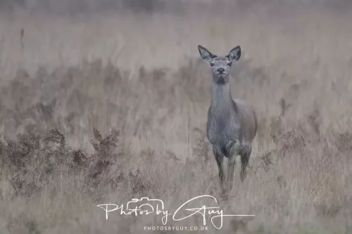 27 December 2025 - Bradgate Park, Leicestershire - Fallow Deer