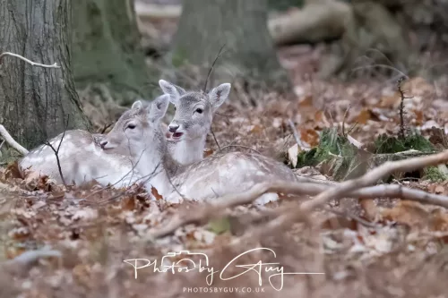27 December 2025 - Bradgate Park, Leicestershire - Fallow Deer
