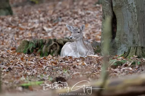 27 December 2025 - Bradgate Park, Leicestershire - Fallow Deer