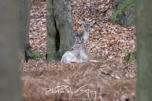 27 December 2025 - Bradgate Park, Leicestershire - Fallow Deer
