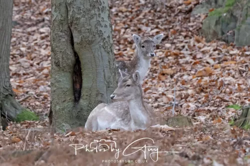 27 December 2025 - Bradgate Park, Leicestershire - Fallow Deer
