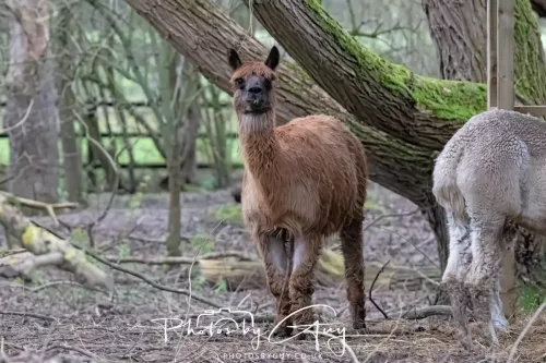 28 December 2025 - Barrow Upon Soar , Leicestershire - Alpaca