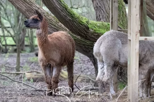 28 December 2025 - Barrow Upon Soar , Leicestershire - Alpaca