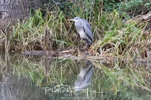 28 December 2025 - Barrow Upon Soar , Leicestershire - Grey Heron