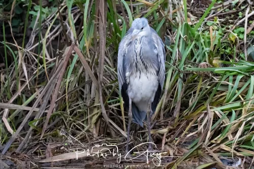 28 December 2025 - Barrow Upon Soar , Leicestershire - Grey Heron