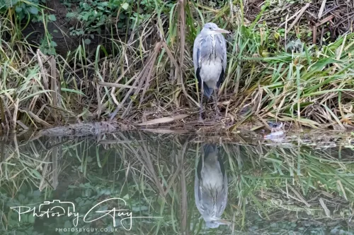 28 December 2025 - Barrow Upon Soar , Leicestershire - Grey Heron 