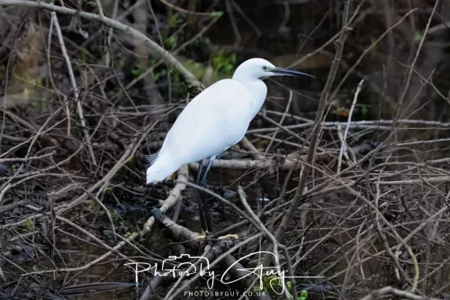 28 December 2025 - Barrow Upon Soar , Leicestershire - Little Egret