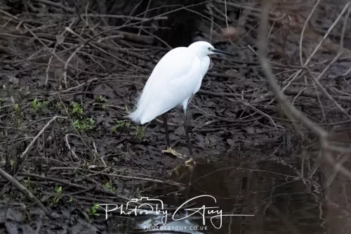 28 December 2025 - Barrow Upon Soar , Leicestershire - Little Egret