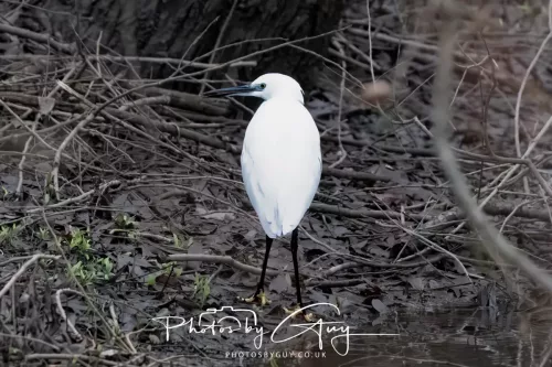 28 December 2025 - Barrow Upon Soar , Leicestershire - Little Egret