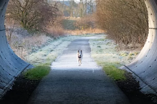 30 December 2025 - Parkside, Cleator Moor, Cumbria - Skye 