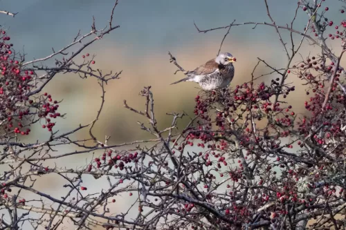 30 December 2025 - Parkside, Cleator Moor, Cumbria - Fieldfare