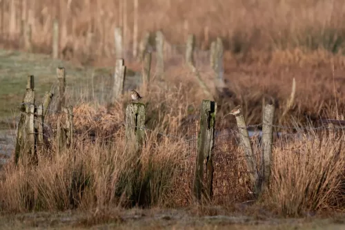 30 December 2025 - Parkside, Cleator Moor, Cumbria - Redwing