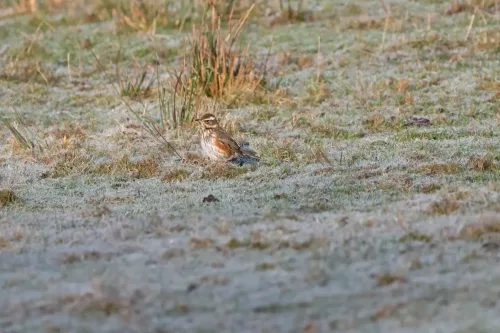 30 December 2025 - Parkside, Cleator Moor, Cumbria - Redwing