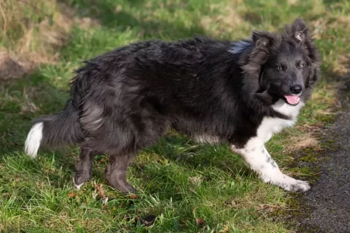 30 December 2025 - Parkside, Cleator Moor, Cumbria - Rolo