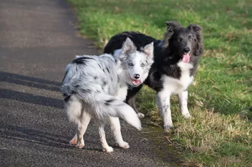 30 December 2025 - Parkside, Cleator Moor, Cumbria - Skye and her brother Rolo