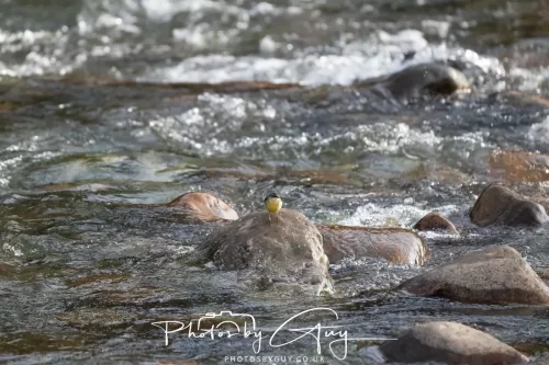 01 January 2026. Egremont, Cumbria - Grey Wagtail
