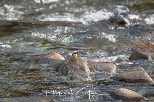 01 January 2026. Egremont, Cumbria - Grey Wagtail