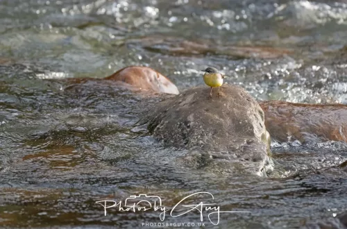 01 January 2026. Egremont, Cumbria - Grey Wagtail
