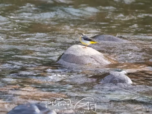 01 January 2026. Egremont, Cumbria - Grey Wagtail