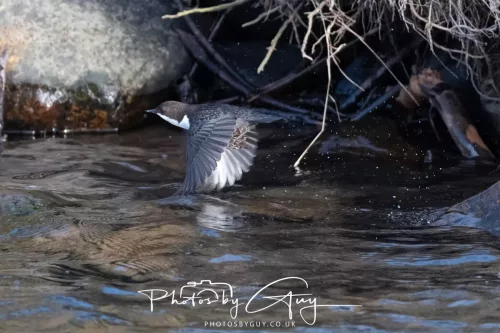 01 January 2026. Egremont, Cumbria - Dipper